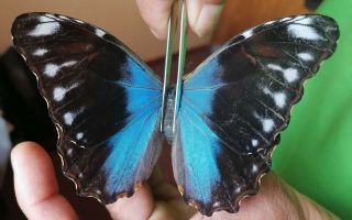 Morphidae Morpho Absoloni Female Top Rare From Peru Unmounted