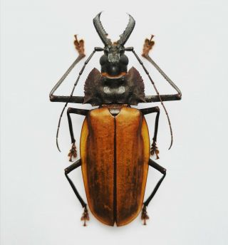 Very Rare Macrodontia Flavipennis Male Brazil 68mm A1,  Prioninae Cerambycidae