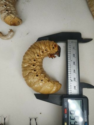 Dried Dynastes Hercules Beetle Larvae Grub Specimen