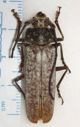 Rare Dwarf Callipogon Limonovi 38.  7mm Dr 25y Titanus Beetle Prioninae