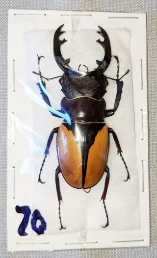 Beetle - Odontolabis Delesserti Male From S.  India