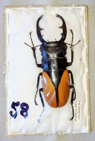 Beetle - Odontolabis Burmeisteri Male 92mm,  - From India