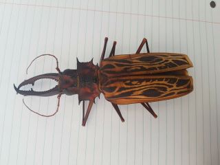 Macrodontia Cervicornis Large 14.  5 Cm Cerambycidae Peru