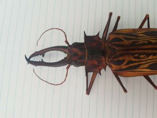 MACRODONTIA Cervicornis Large 14.  5 cm Cerambycidae Peru 2