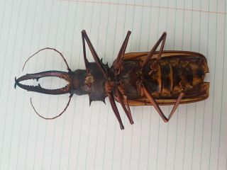 MACRODONTIA Cervicornis Large 14.  5 cm Cerambycidae Peru 3