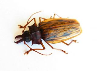 Coleoptera/cerambycidae - Prioninae Macrodontia Zischkai A1 Rare Female Peru