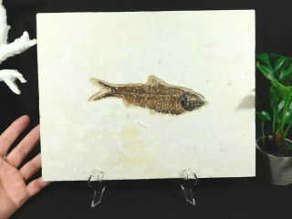 A BIG 100 Natural Knightia Eocaena Fossil Fish on BIG Matrix Wyoming 2360gr 2