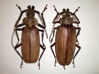 Very Rare Xixuthrus Nycticorax Pair Australia 72/73mm A2 Prioninae Cerambycidae
