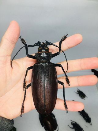 Titanus Giganteus From Peru 111 - 112mm Cerambycidae