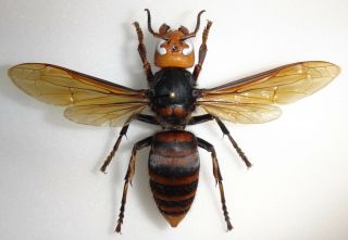 Giant Vespa Mandarinia Japonica Japanese Hornet Aka Murder Hornet 80mm Wasp Bee