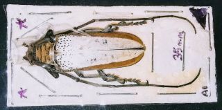 Cerambycidae Sp 35mm A1 From Borneo,  Sabah - Last One,  Very Rare