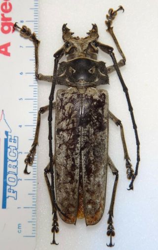 Prioninae Callipogon Limonovi 73.  6mm Dominican Republic 25t Titanus Beetle