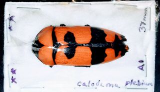Buprestidae Calodema Plebeium 37mm A1 Or A1 - From Australia - Rare
