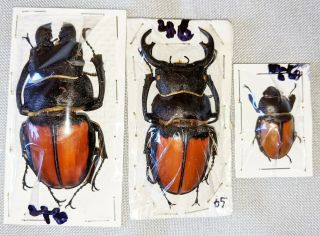 Beetle - Odontolabis Cypri 2 Males And 1 Female From Sabah (46)