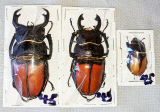 Beetle - Odontolabis Cypri 2 Males And 1 Female From Sabah (45)