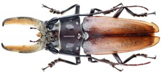 Insect - Prioninae Callipogon Barbatus - Mexico - Male 100mm.