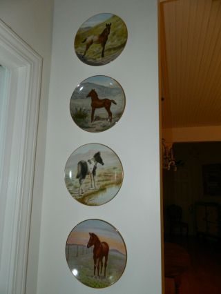Perillo Colt Series Horse Foal Plates (4) Appaoloosa Arabian Pinto Thoroughbred