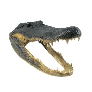 Large 16 - 17 " Real Alligator Head Authentic Reptile Taxidermy Gator Skull