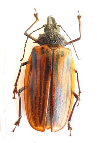 Cerambycidae - Macrodontia Antoneslovck Rare Female Peru 80mm