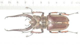 Lucanidae Lucanus Laminifer 80.  2mm West Yunnan Top Size