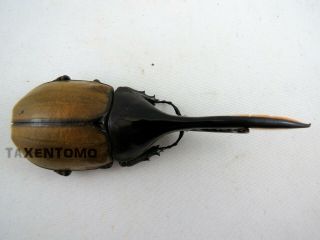 Dynastes hercules ecuatorianus (Hercules Beetle) 126mm REAL Insect DHE11909 2