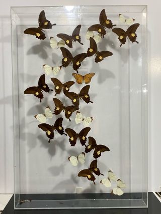 Rare Signed Real Butterfly Taxidermy Acrylic Case Hanging Wall Art Specimen