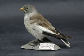 Taxidermy - Hunting - Chasse - Präparat - White - Winged Snowfinch With Permit