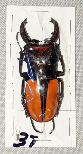 Beetle - Odontolabis Vollenhoveni Male 73mm,  - From Sabah