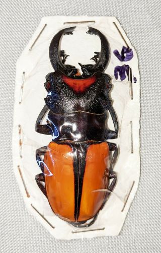 Beetle - Odontolabis Vollenhoveni Male 75mm,  - From N.  Borneo
