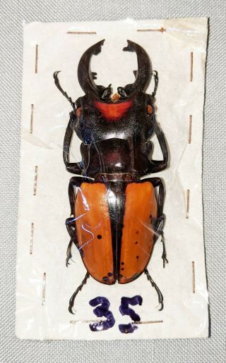 Beetle - Odontolabis Vollenhoveni Male 76mm,  - From Sabah