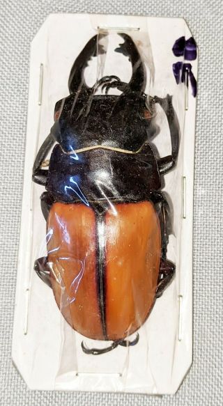 Beetle - Odontolabis Castelnaudi Male 65mm,  - From Pagai Is.