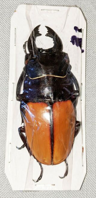 Beetle - Odontolabis Castelnaudi Male 66mm,  - From Pagai Is.