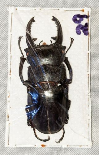 Beetle - Odontolabis Leuthneri Male 73mm,  - From Sabah