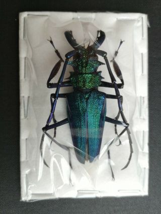 Blue/green Psalidognathus Friendi 73mm A1/a - Male Prioninae Cerambycidae