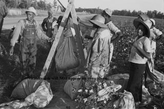 1935 Black Cotton Pickers Photo Great Depression Black Farmers Kids Arkansas