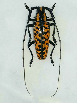 Very Rare Cerambycidae Deliathis Batesi Male Giant Xxl 40mm,  Mexico