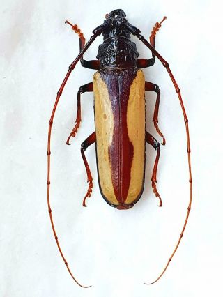 Very Rare Cerambycidae Macrambyx Suturalis Male Huge 65mm,  French Guiana