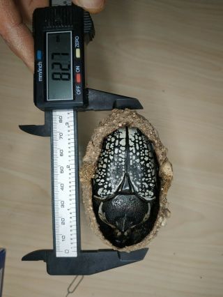 Dried Female Goliathus Orientalis Meligris Cocoon And Beetle Specimen
