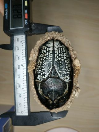 dried female goliathus orientalis meligris cocoon and beetle specimen 2