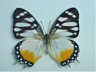 Fantastic Rarity Charaxes Lydiae Female Nymphaliidae Nymphalidae Cameroon
