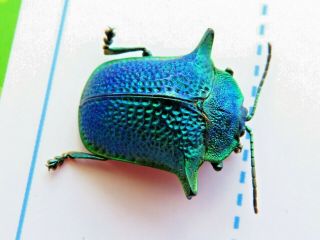 Coleoptera Chrysomelidae Sp Rare Special Beetle Atalaya Pitza Peru