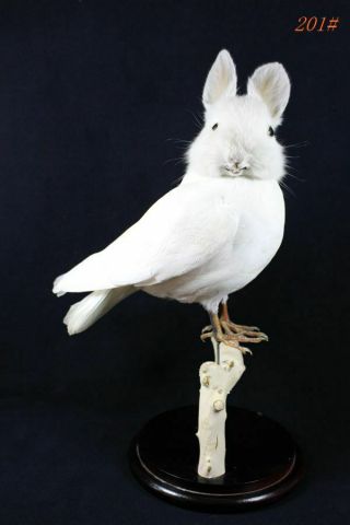 Taxidermy White Bunny Head On Dove Body Oddity Stuff Gift Display 201