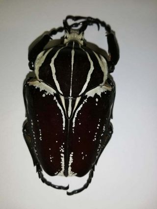 Cetonidae.  Goliathus Goliatus Var.  Conspersus 90mm.  Cameroon.  Beetle.