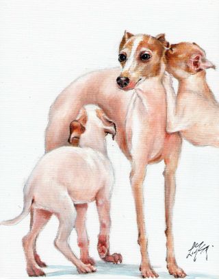 Oil Art Italian Greyhound Portrait Painting Puppy Dog Signed Artwork
