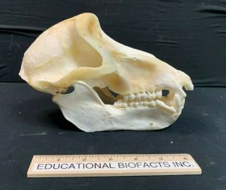Large Male Baboon Skull - Papio Ursinus Primate Head Africa Monkey Skulls Baboons