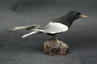 Taxidermy - Hunting - Chasse - Präparat - White - Winged Tern With Permit
