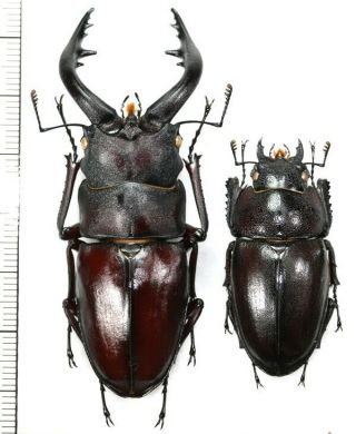 Lucanidae:prosopocoilus Inclinatus Kuroshimaensis Pair,  A1,  Unmounted,  Japan