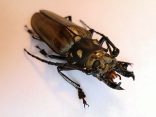 Top Size 102mm,  Callipogon Relictus North Korea A - Prioninae Cerambycidae