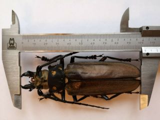 Top size 102mm,  Callipogon relictus North Korea A - Prioninae Cerambycidae 2
