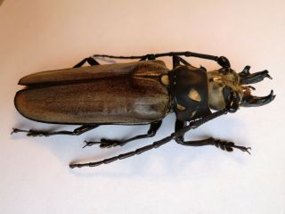 Top size 102mm,  Callipogon relictus North Korea A - Prioninae Cerambycidae 3